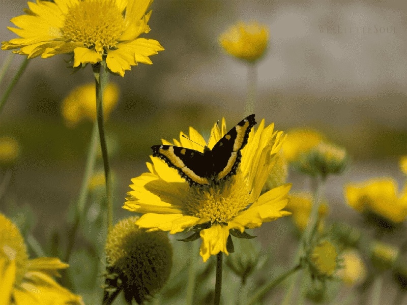 天津ceo 试管婴儿（最大的试管娃娃）